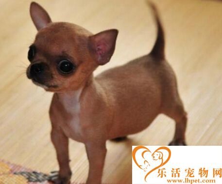 什么狗长不大 吉娃娃犬就是其中之一