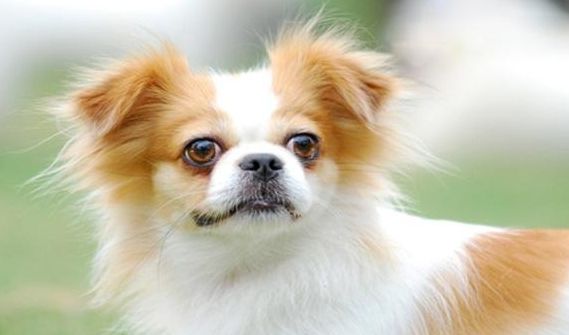 蝴蝶犬.png