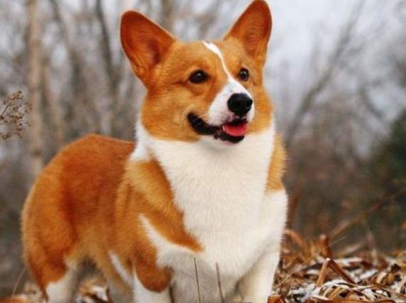 尔斯柯基犬.png