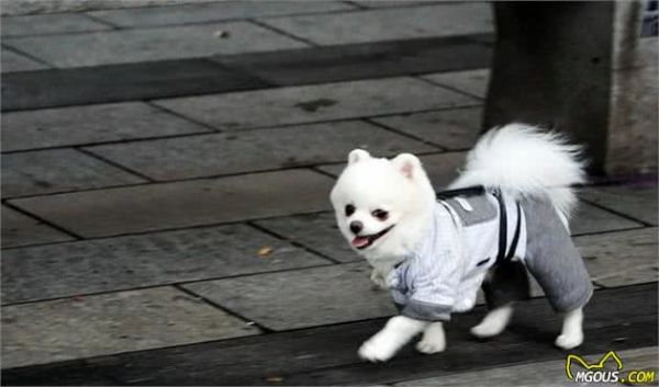清点那些光吃不长的宠物犬，它们怎么就长不大呢？
