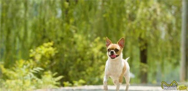 清点那些光吃不长的宠物犬，它们怎么就长不大呢？