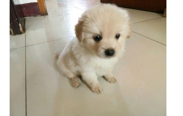什么狗狗长不大