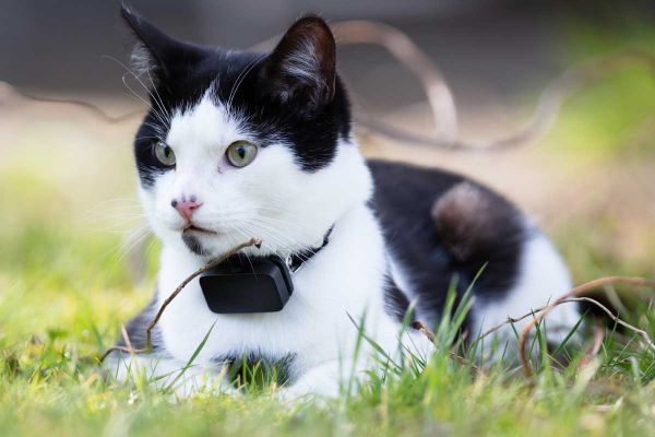 带 GPS 跟踪器的猫