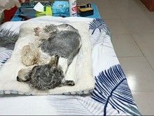 合法经营,欢迎垂询 宠物火化接待点 24小时服务