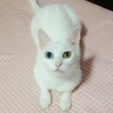 喵喵喵喵喵～