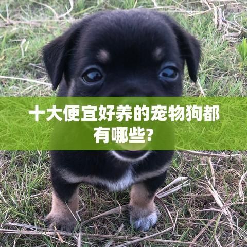 十大便宜好养的宠物狗都有哪些?