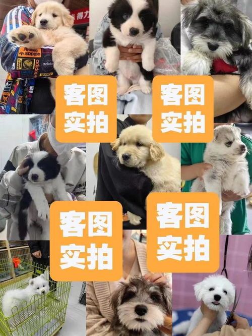 郑州宠物乐园，这里藏有多少萌宠秘密？