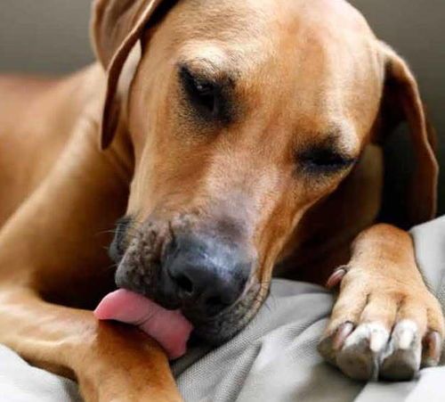 狗狗误舔驱虫药怎么办？ 家里喷了杀虫剂对狗狗有没有影响？