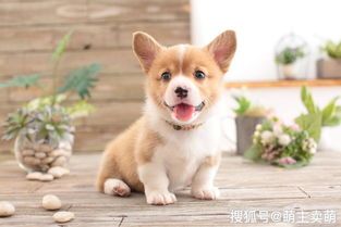 狗狗误食驱虫药后怎么办？如何确保宠物安全？