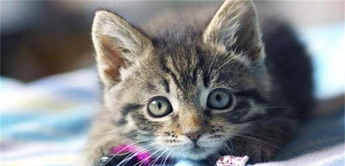 宠物猫生虫怎么办？家庭驱虫攻略！