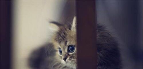 宠物猫生虫怎么办？家庭驱虫攻略！
