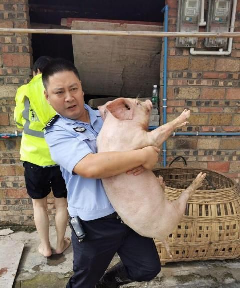 打不走的猪 动物 第1张