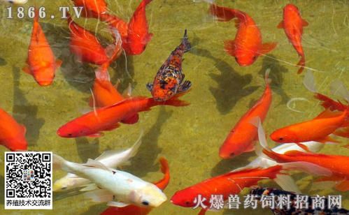 鱼缸换水的正确方法是什么 鱼缸换水怎么换