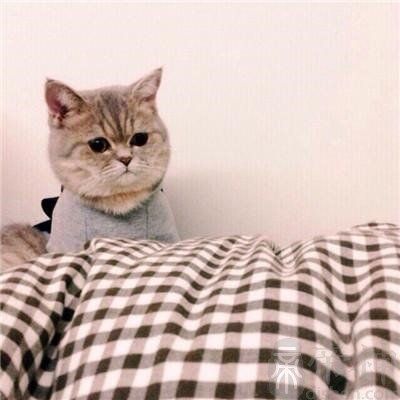 给宠物狗起名字大全霸气