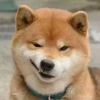 狗的名字霸气四个字