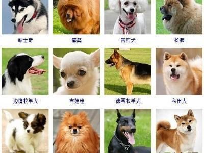极致出众宠物狗洋气名字很不一般 洋气宠物狗名字大全