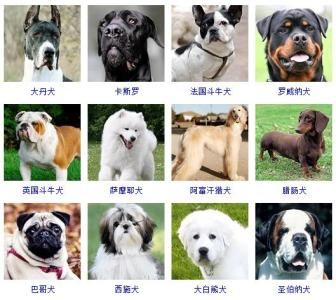 宠物狗狗名字大全 小型宠物狗名字大全