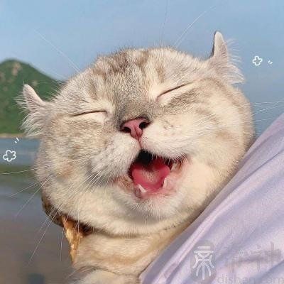 公犬名字大全霸气博美