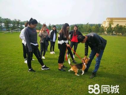 于福才训犬·武警边防警犬训练转业于福才为您服务!宠物寄养、训练等