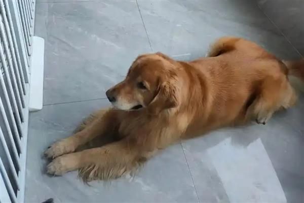 狗狗患上关节炎的原因，主要是以下4个因素造成
