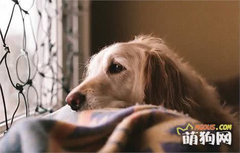 每5只成年狗就有一只患关节炎，细心的主人注意3点能有效预防！