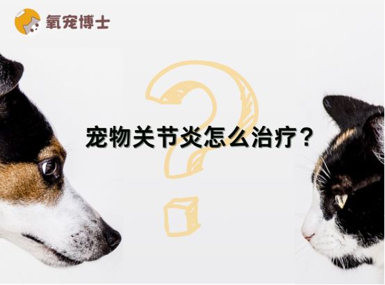 宠物关节炎怎么治疗？