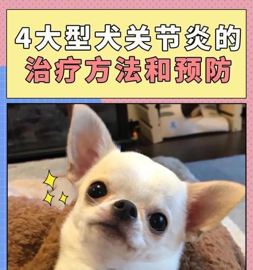 宠物狗狗关节炎的应对措施（如何保护狗狗的关节健康？关节炎的症状和治疗方法详解。）