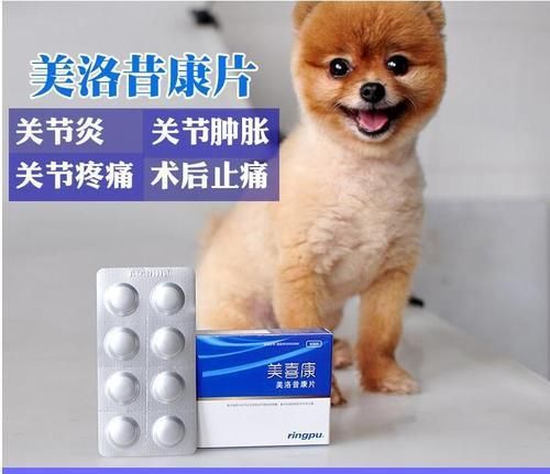 狗狗关节炎，如何保护它的健康？（关节炎的症状、原因和预防方法）