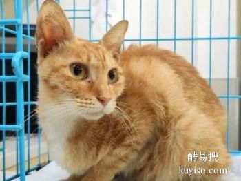 绵阳猫咪寄养-绵阳宠物寄养中心