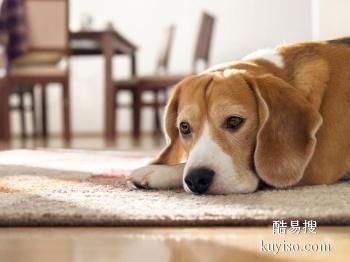 绵阳猫咪寄养-绵阳宠物寄养中心