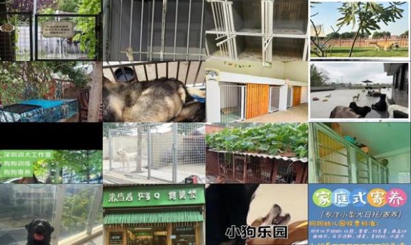 青岛狗狗长期寄养