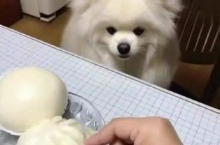 狗狗吃馒头会有什么影响?
