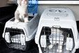 宠物托运）潍坊宠物猫托运宠物托运公司