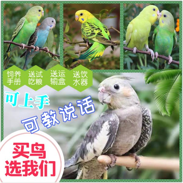 鹦鹉活鸟大型会说话虎皮鹦鹉活体云斑鸟活物宠物手养小鸟玄凤幼鸟,降价幅度44.4%