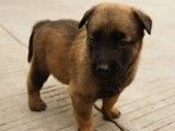 成都新都大型犬舍出售马犬 正规犬舍 纯种健康保障
