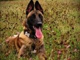 成都本地犬舍出售马犬 专业马犬养殖基地