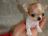 成都哪里有杜高犬 狗狗幼犬出售 高品种狗狗 可视频看宠