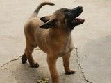 成都邛崃大型犬舍出售马犬 价格优惠 可视频挑选 全国发货