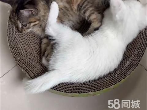 牡丹江天一堂医药·家有事没人照顾免费送一对小猫