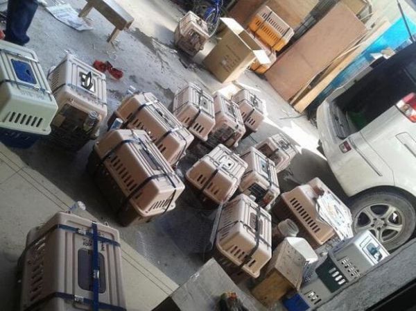 宠物托运收费标准_多格儿宠物托运_东航宠物托运服务