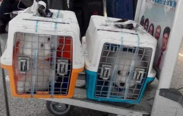 深圳友鑫托运宠物怎么样