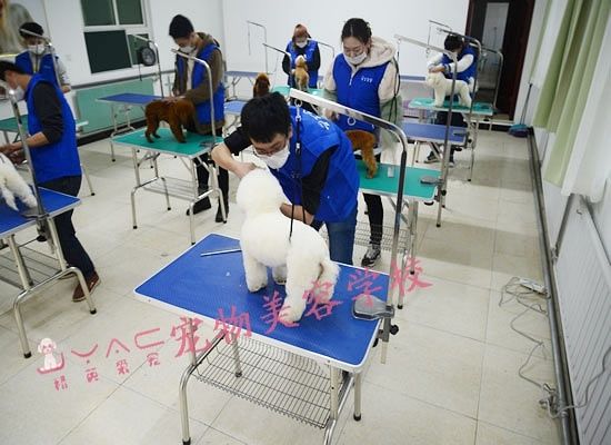 www.jingyingaichong.com