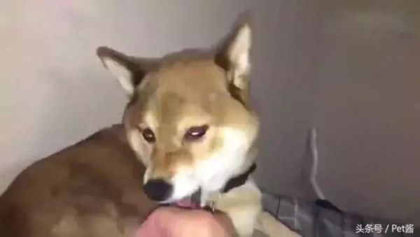 主人做羊毛毡差点毛，决定薅点狗毛，狗狗的表情不对劲啊