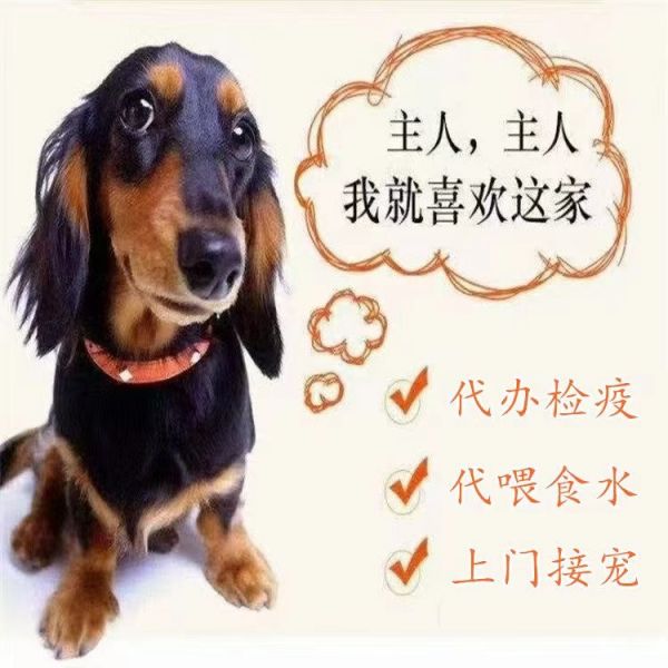 威海本地靠谱猫狗活体运输服务 上门接送 空调宠物专车