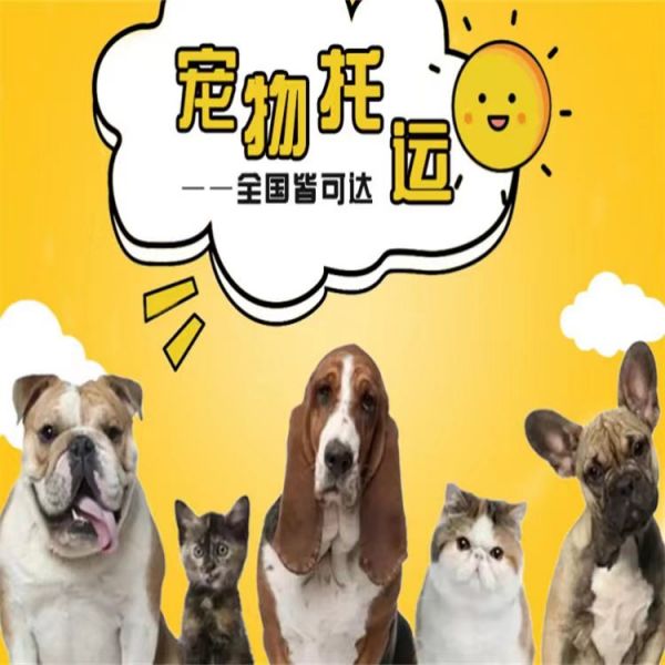 威海本地靠谱猫狗活体运输服务 上门接送 空调宠物专车