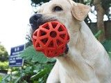 高区狗狗训练 寄养训练狗狗大小便 训犬师上门服务