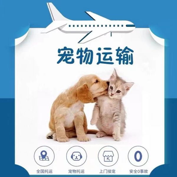 威海本地靠谱猫狗活体运输服务 上门接送 空调宠物专车