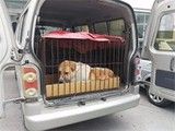 威海宠物狗托运公司 宠物狗专车专送 贴心呵护