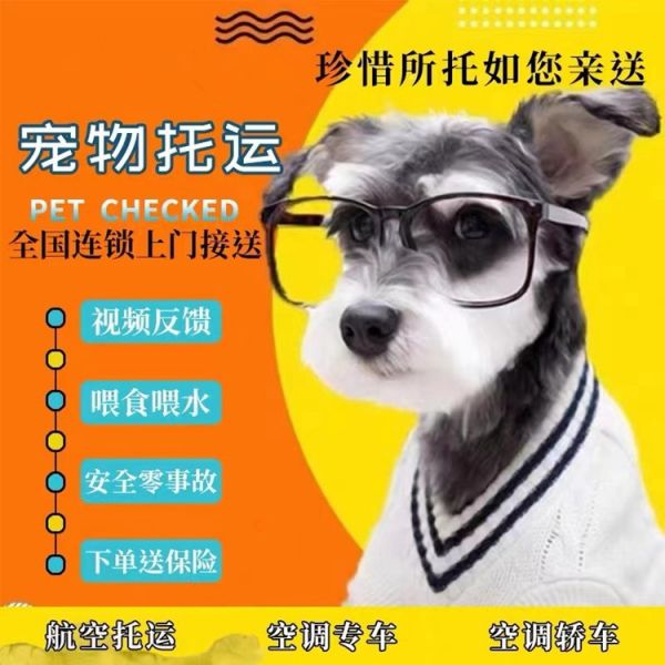 威海猫咪托运-飞机托运