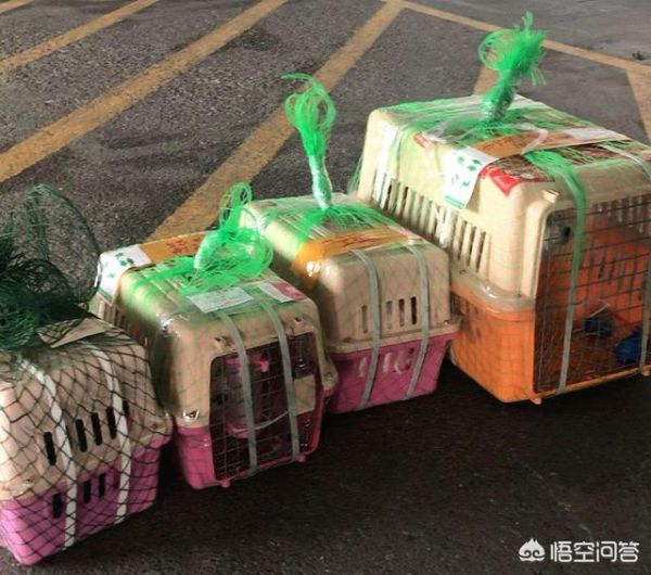 宠物托运价格 宠物快递怎么收费的？动车宠物托运的费用是多少？